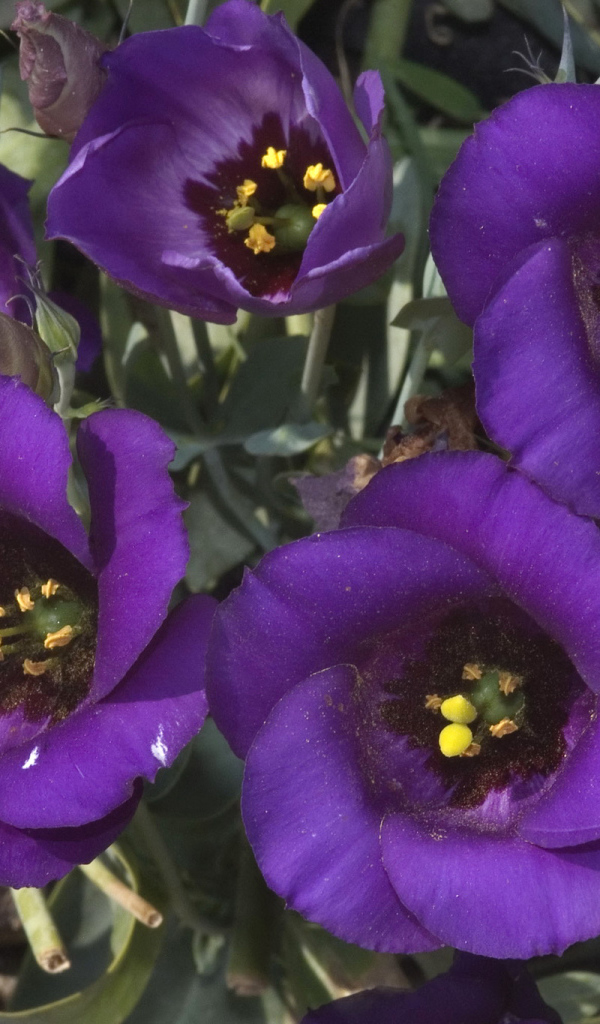 Сиреневый цветок Эустома крупным планом 