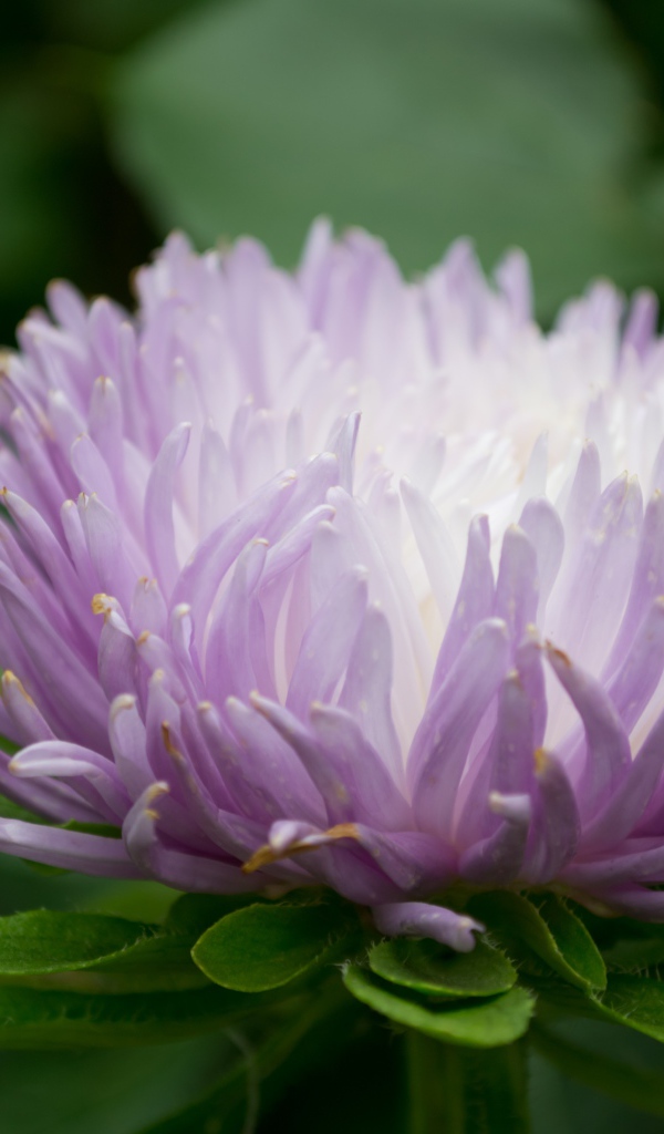 Сиреневый цветок астра крупным планом