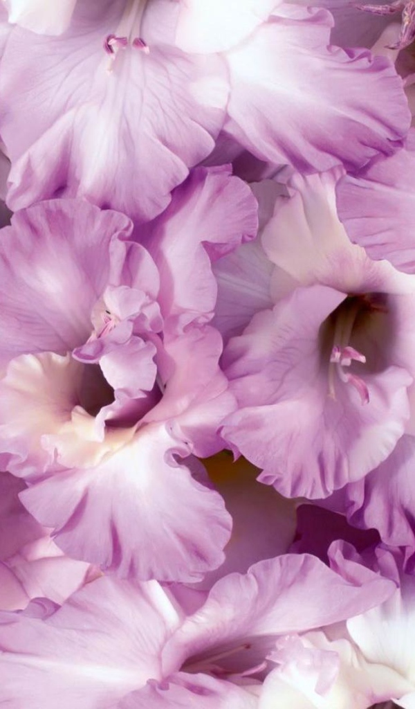 Сиреневые цветы гладиолусы крупным планом 