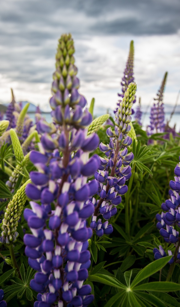 Сиреневые цветы люпины под пасмурным небом 