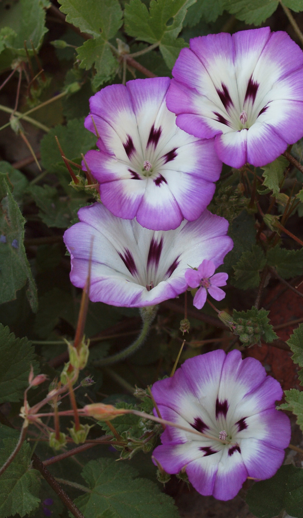 Сиреневые цветы вьюнки на клумбе