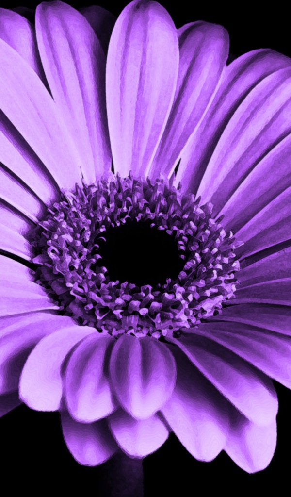 Сиреневая гербера на черном фоне крупным планом