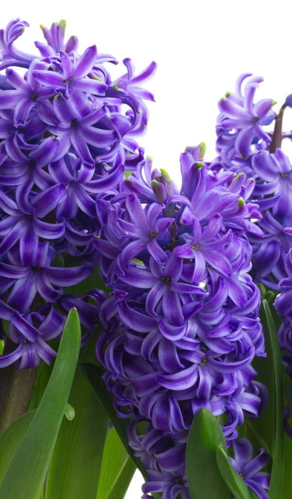 Сиреневые весенние цветы гиацинта на белом фоне