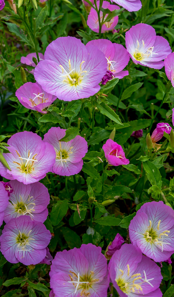 Сиреневые летние цветы крупным планом 