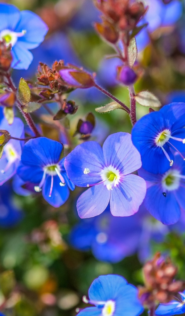 Маленькие голубые цветы незабудки 