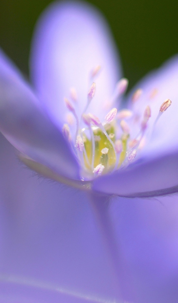 Маленький фиолетовый цветок фиалки крупным планом