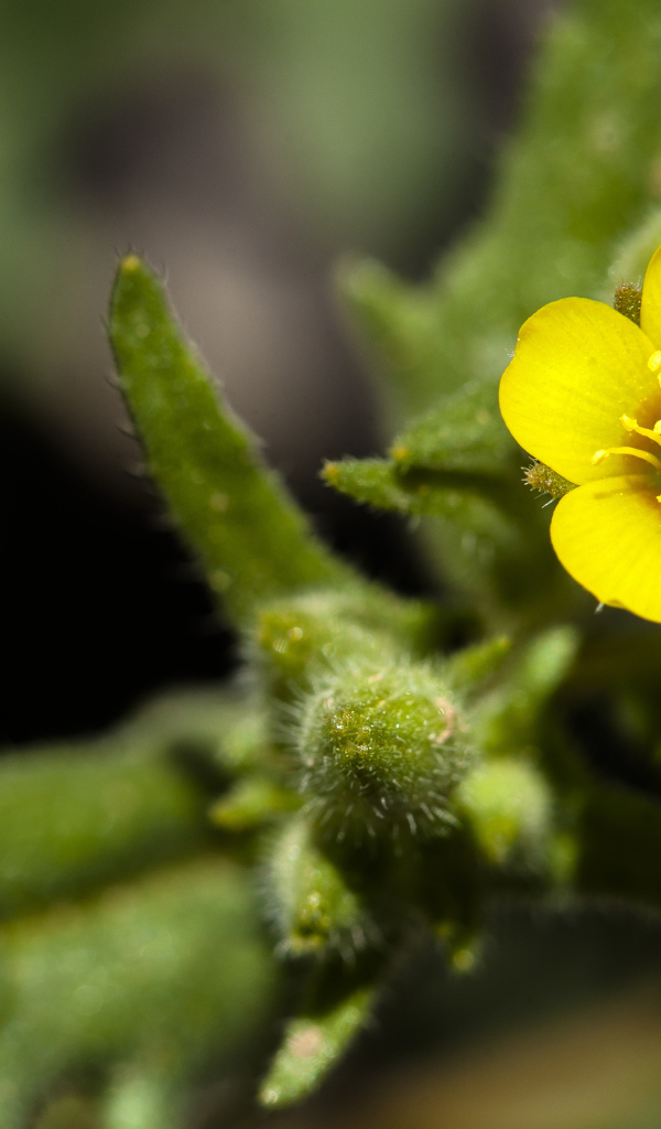 Маленький желтый цветок Mentzelia micrantha крупным планом