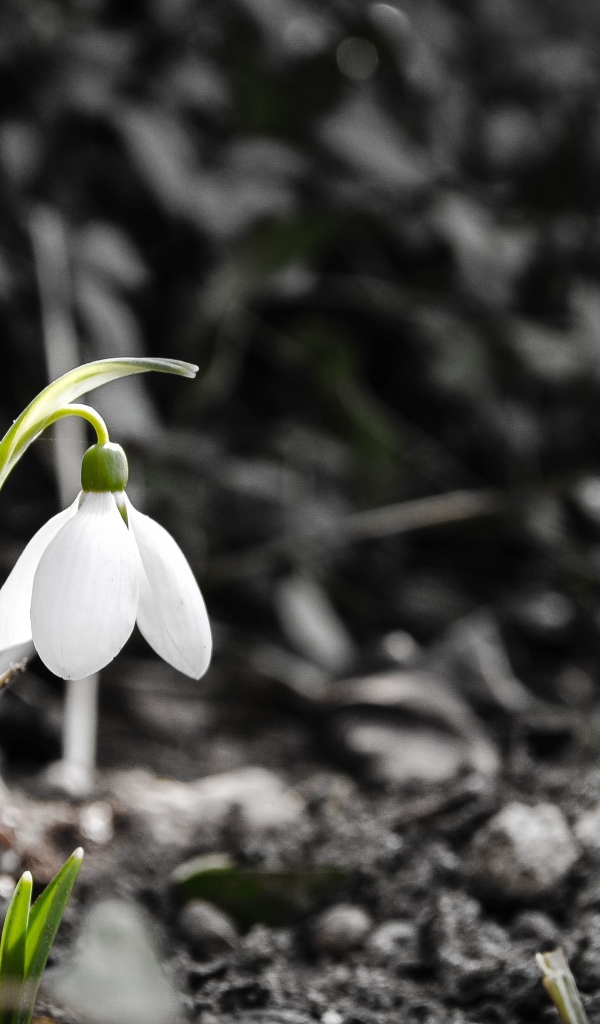 Одинокий белый весенний подснежник 