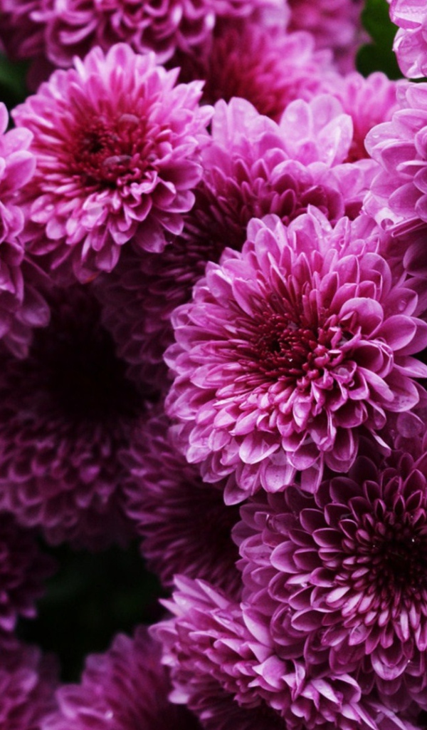 Пышные сиреневые хризантемы 
