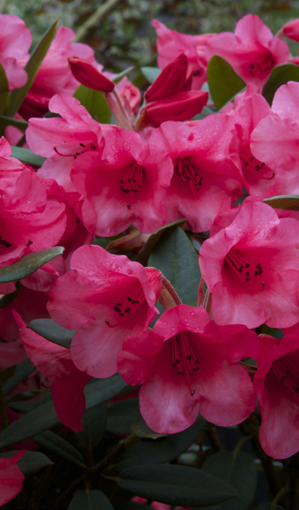 Много розовых цветов рододендрона крупным планом