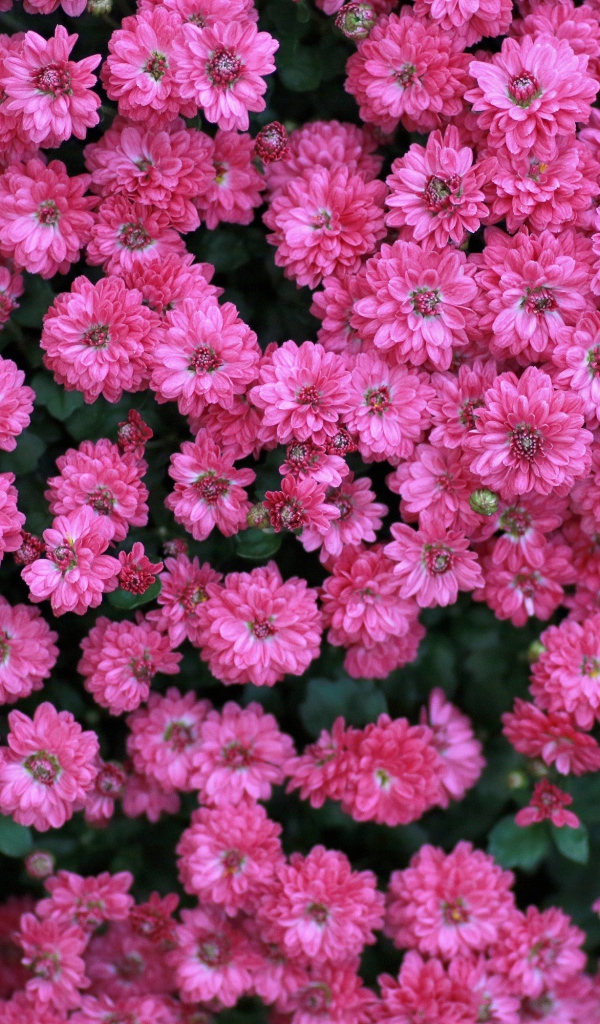 Много маленьких розовых цветов хризантемы