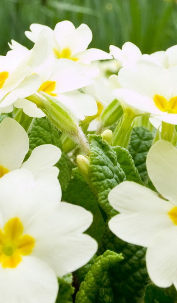 Много белых цветов примулы крупным планом