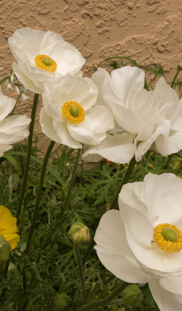 Разноцветные красивые цветы лютики на клумбе 