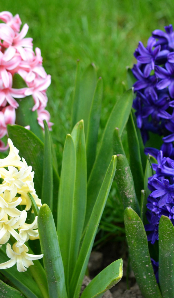 Разноцветные гиацинты на клумбе 