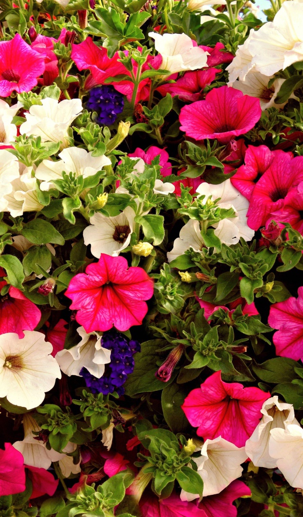 Разноцветные цветы петунии крупным планом