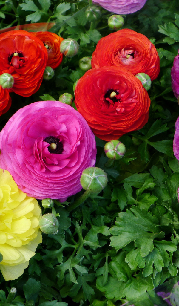 Разноцветные красивые цветы садовые лютики 