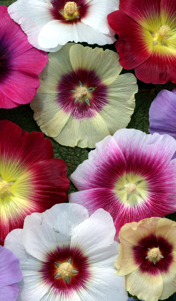 Разноцветные красивые цветы мальва