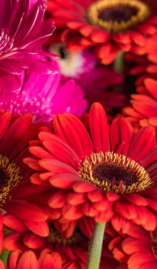 Разноцветные красивые  цветы герберы