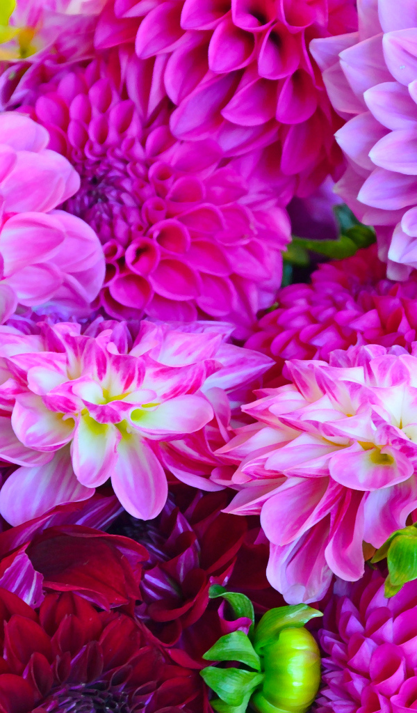 Разноцветные георгины крупным планом