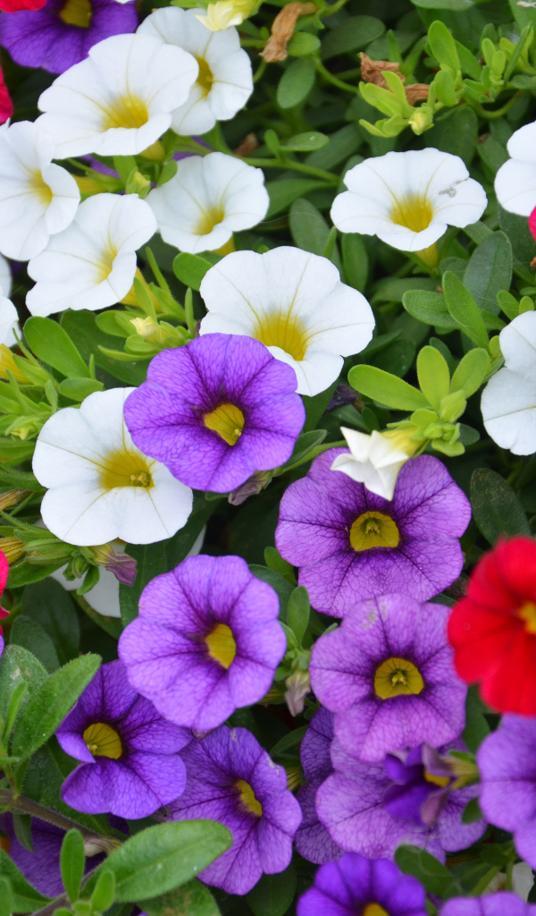 Разноцветные цветы Калибрахоа на клумбе