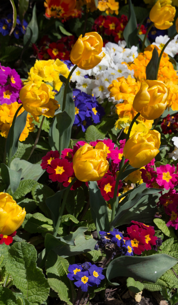 Разноцветные цветы примула и тюльпаны на клумбе