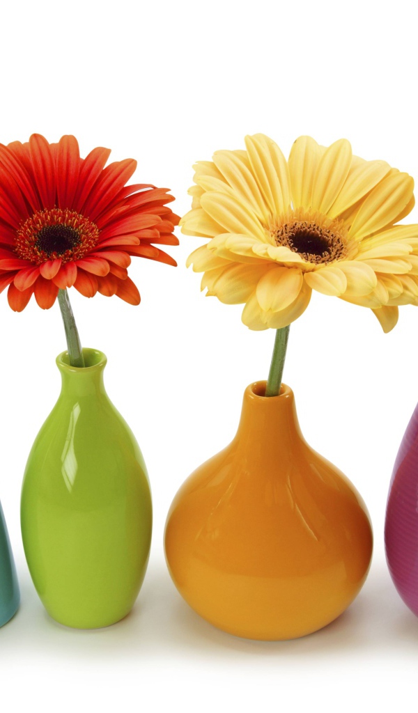 Разноцветные герберы в вазах на белом фоне 