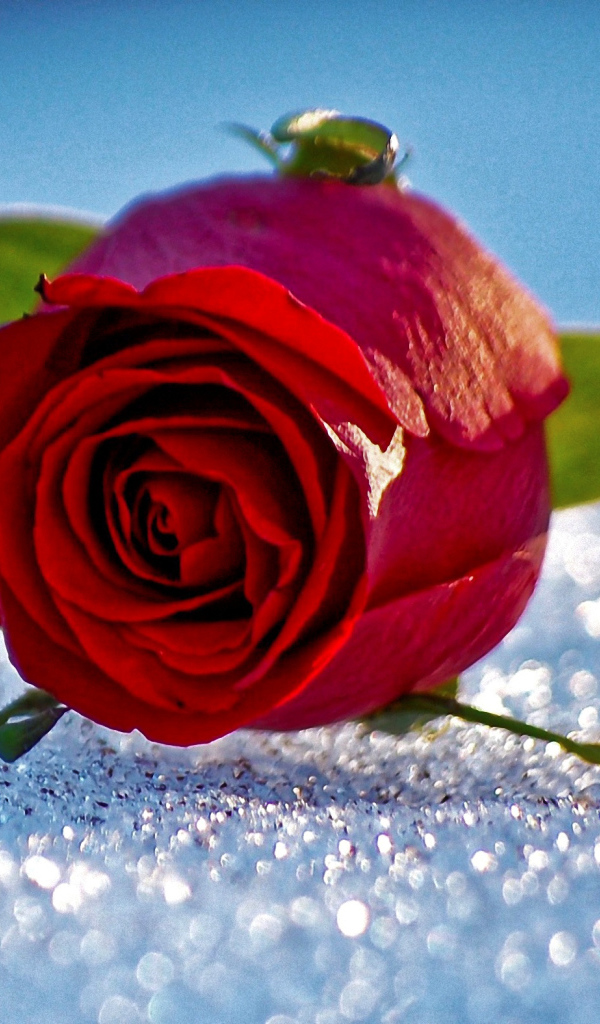 Одна красная роза лежит на горошинах снега 