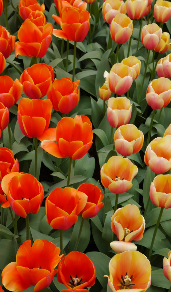 Оранжевые и персиковые цветы тюльпаны на клумбе