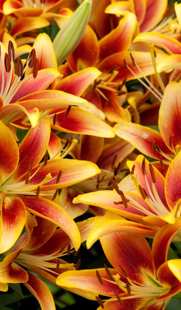 Оранжевые красивые лилии крупным планом