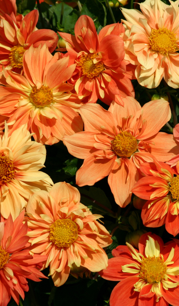 Оранжевые георгины крупным планом