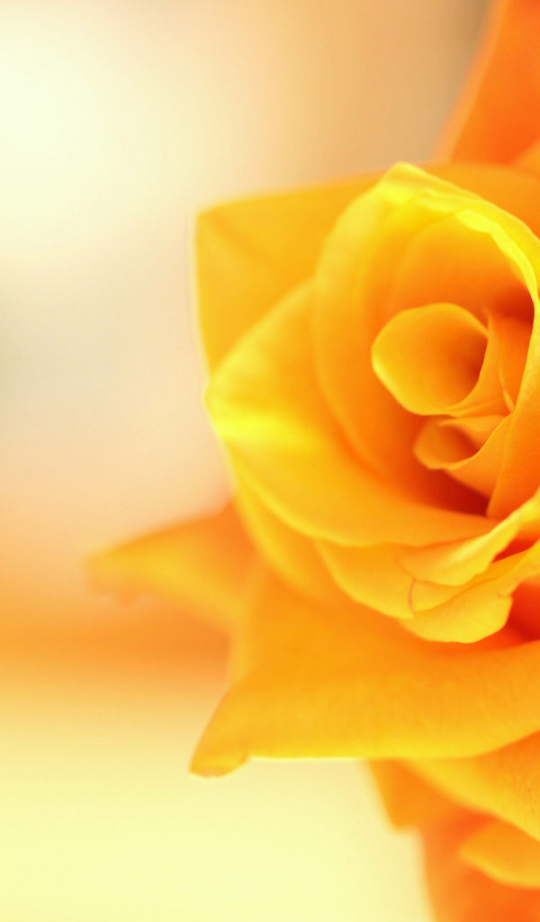 Оранжевый цветок роза крупным планом