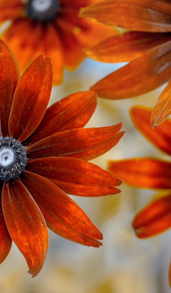 Оранжевые цветы эхинацеи крупным планом