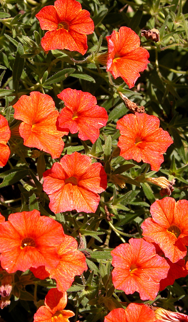 Оранжевые цветы калибрахоа крупным планом