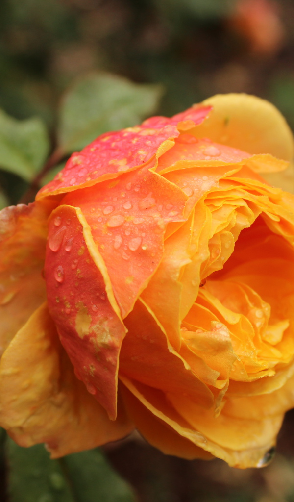 Оранжевая садовая роза в капельках росы