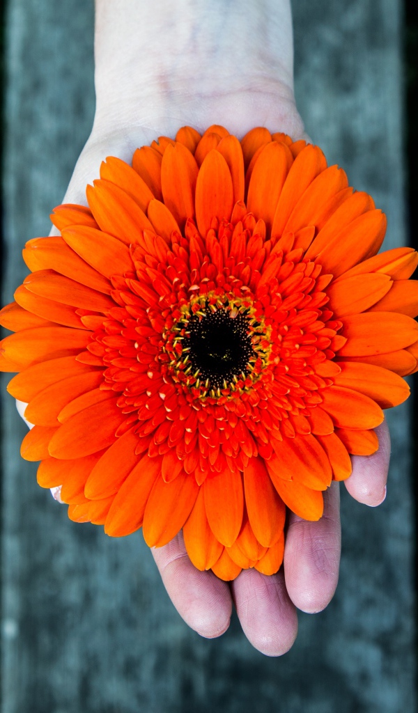 Оранжевый цветок герберы на руке