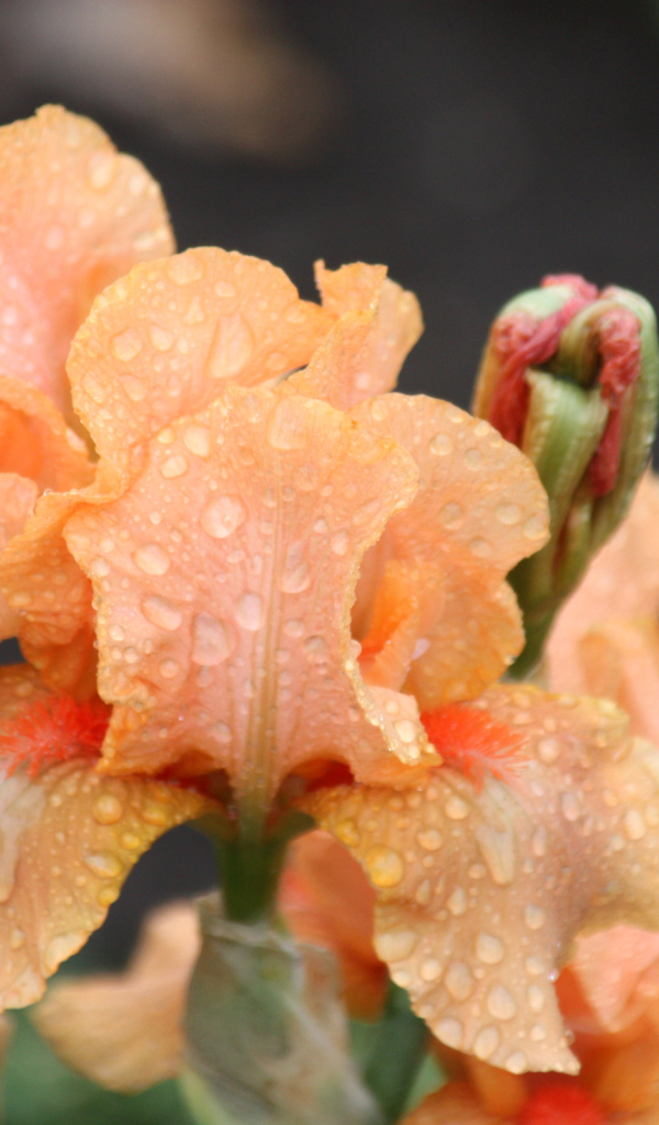 Оранжевые ирисы в каплях росы крупным планом