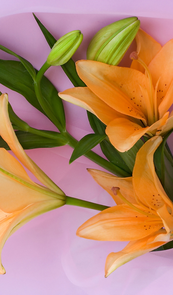 Оранжевые лилии с бутонами на розовом фоне