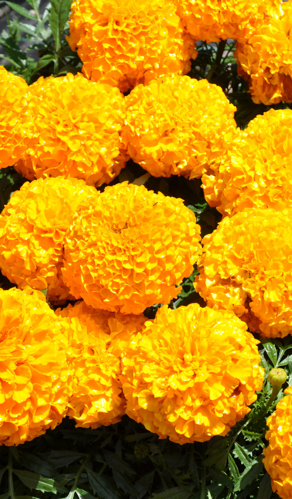 Оранжевые бархатцы крупным планом