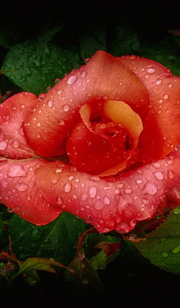 Оранжевая роза с бутоном в капельках росы 