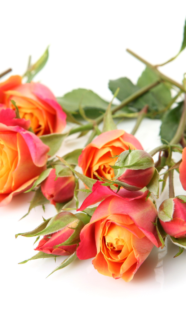 Оранжевые розы с бутонами на белом фоне крупным планом