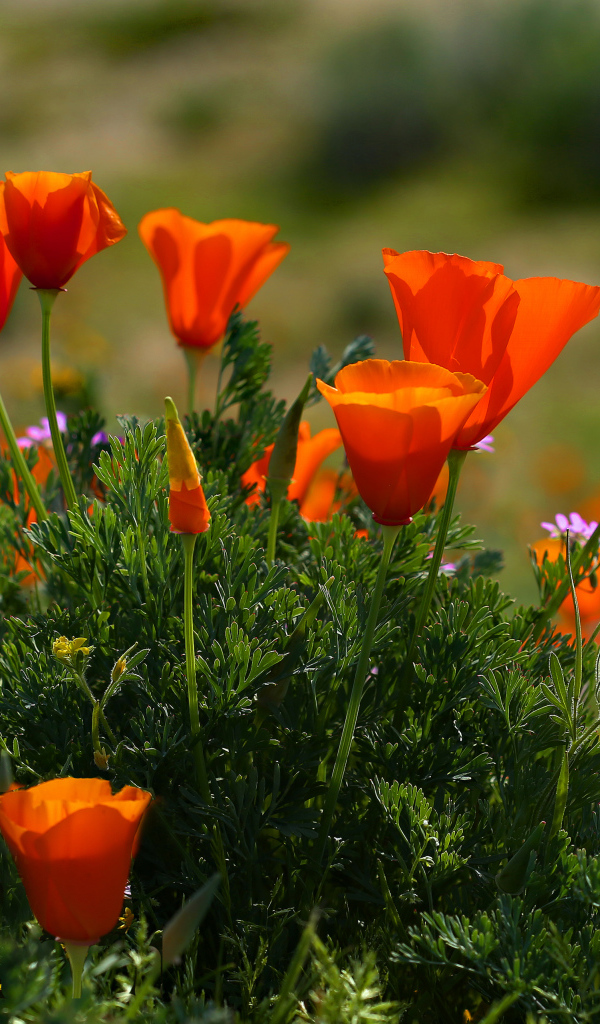 Оранжевые летние цветы Эшшольция