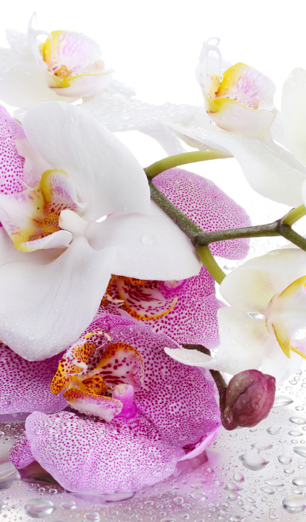 Розовые и белые цветы орхидеи на мокрой поверхности