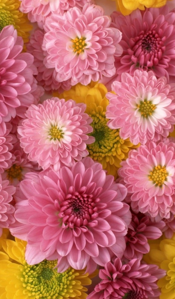 Розовые и желтые красивые цветы георгины  