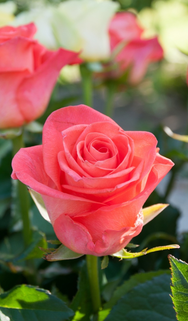 Розовые и желтые розы крупным планом