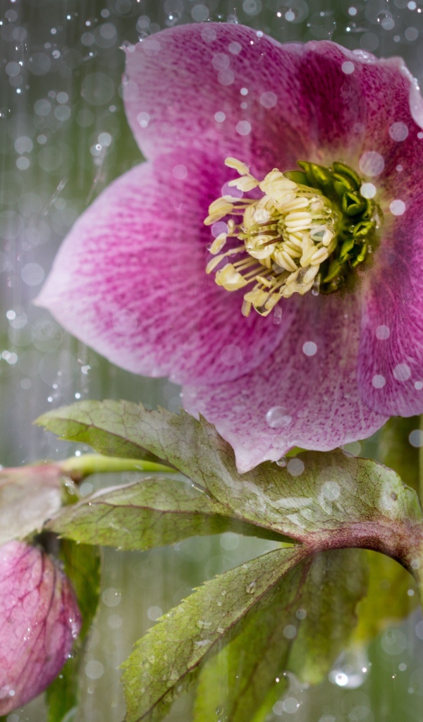 Розовый цветок анемона под дождем 