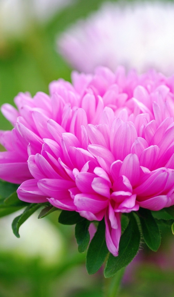 Розовый цветок астра крупным планом