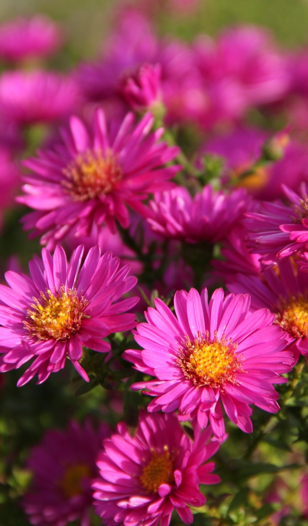 Розовые осенние цветы астры