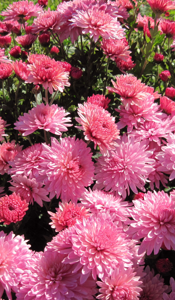 Розовые осенние цветы хризантемы на клумбе