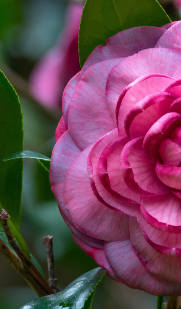 Розовый красивый цветок камелия 