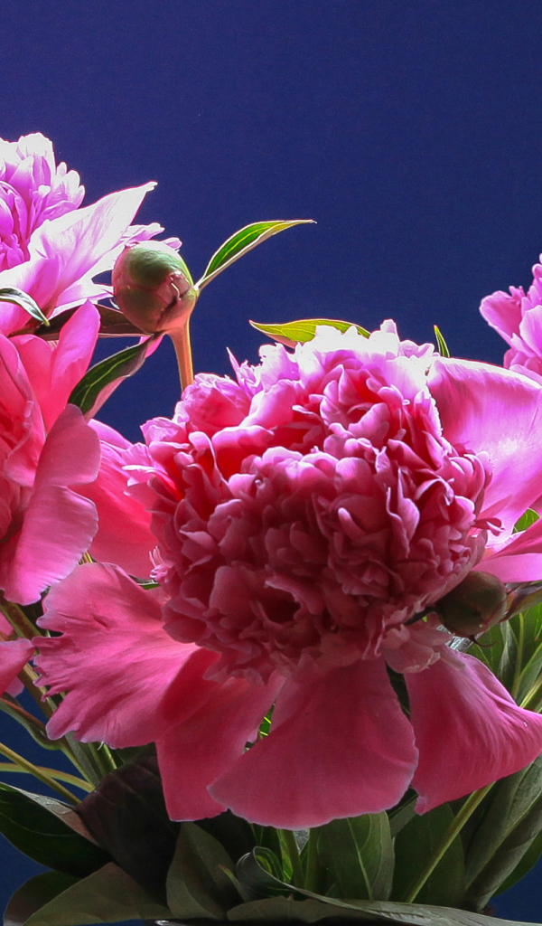 Розовые красивые пионы на голубом фоне